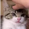 yourlocalcat21