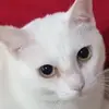 princezo38