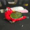 parrot_hanoi