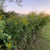 plants_macrame_sass