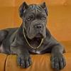 DiamondCut.Canecorsopups