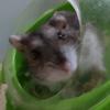 ucul_sihamster