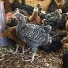 daviagricandtechservices