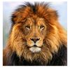 🦁bakul karak🦁