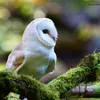 sarniebill2