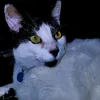 garapha_gg