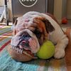hossthebulldog