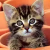 .monty21