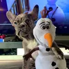 lifeofolaf