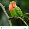 birdlover83