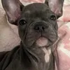 riverthefrenchie1