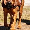 blood_houndsar