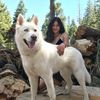 lovingdogtrainingllc