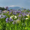 hin.nguyn8539