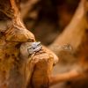 sweetcr8ivityphotog