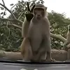 viet_phuoc1