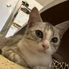 advokat223