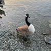 amberlouisexxxx