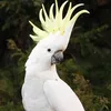 vincenzocapatosta