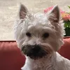 andreashauser829