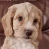 mams_mam