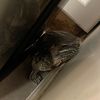 ggzzs22