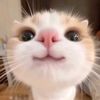 D•r•a•m•a Kucing
