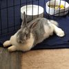 jasper_the_bunny27