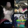 iheartpaws11