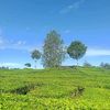yanaal660