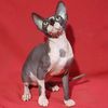 sampli_catboy