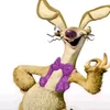 coelho_afton
