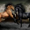 shadow.kw75