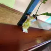 danynahyi0