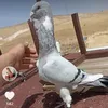 tahamemet1