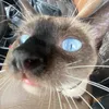 mariagamboa076