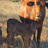 countrybloke2