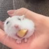 iamnongggie