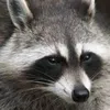 raccoongaming1996