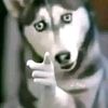 pato_2227
