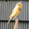 panjaaa14