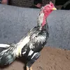 userdangvankhoan