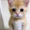 i_denis0