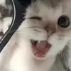 meohongxinh