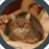 mew_mew_mew6