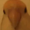 tfgmmc