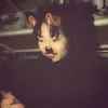 banana_sung