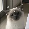 schoelaine3