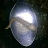 khidai_67
