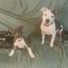 4pitties_na_yorkie